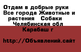 Отдам в добрые руки  - Все города Животные и растения » Собаки   . Челябинская обл.,Карабаш г.